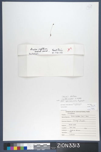 Herbarium Specimen Sheet 3313