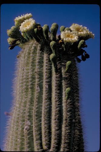 Organ Pipe and Other Cacti at Organ Pipe National Monument, Arizona