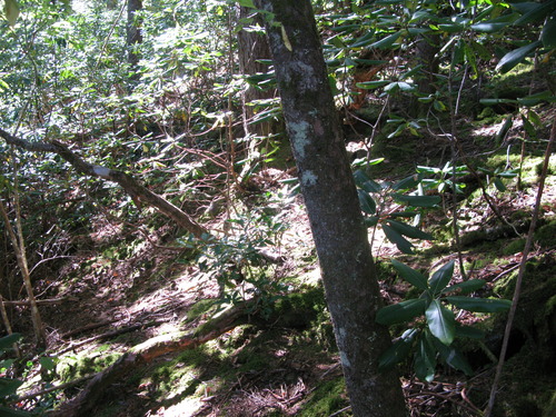 GRSM Accuracy Assessment. Plot Code: GRSM_AA_0277_5