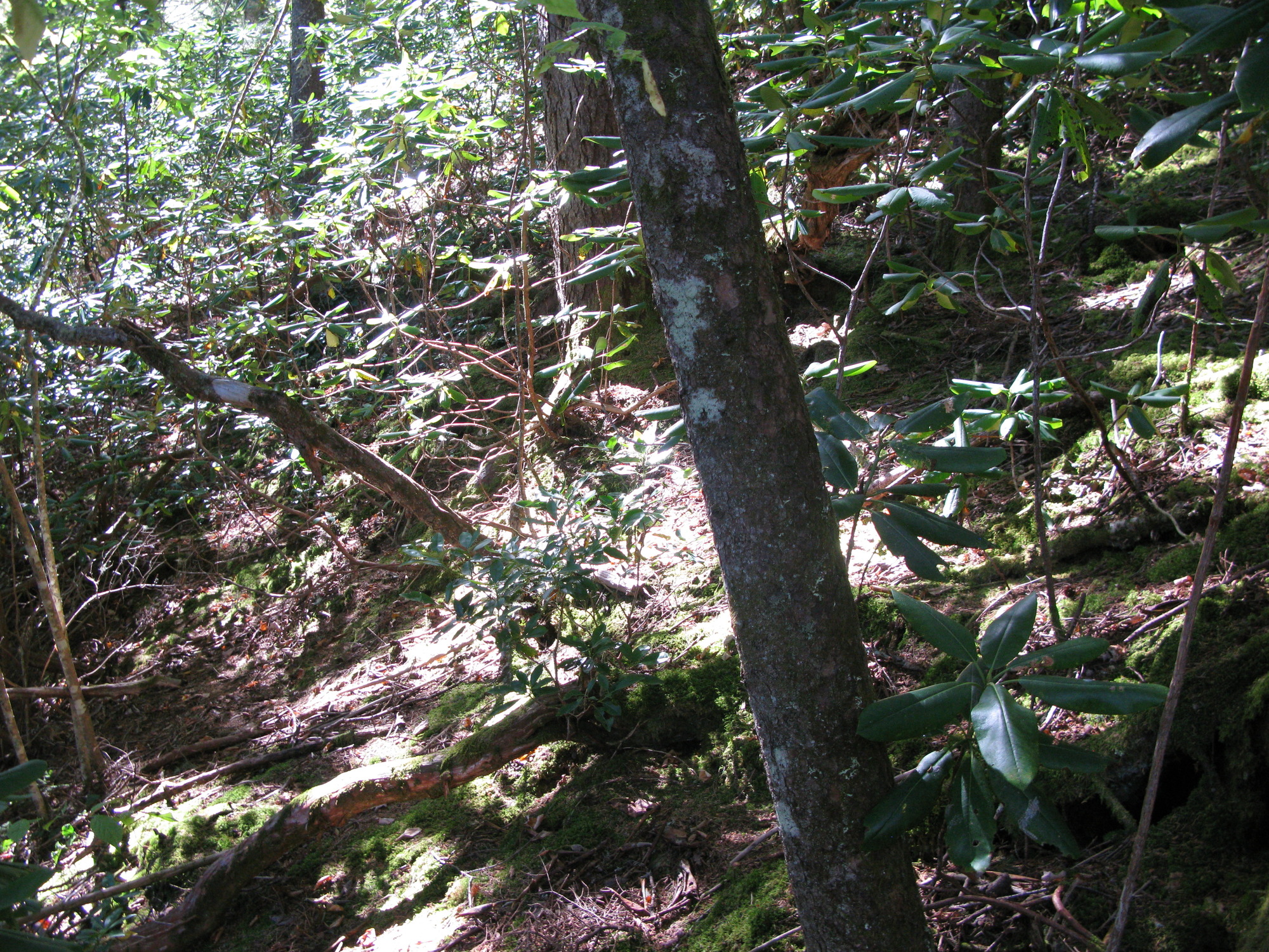 GRSM Accuracy Assessment. Plot Code: GRSM_AA_0277_5