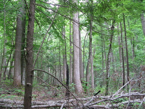 GRSM Accuracy Assessment. Plot Code: GRSM_AA_0378