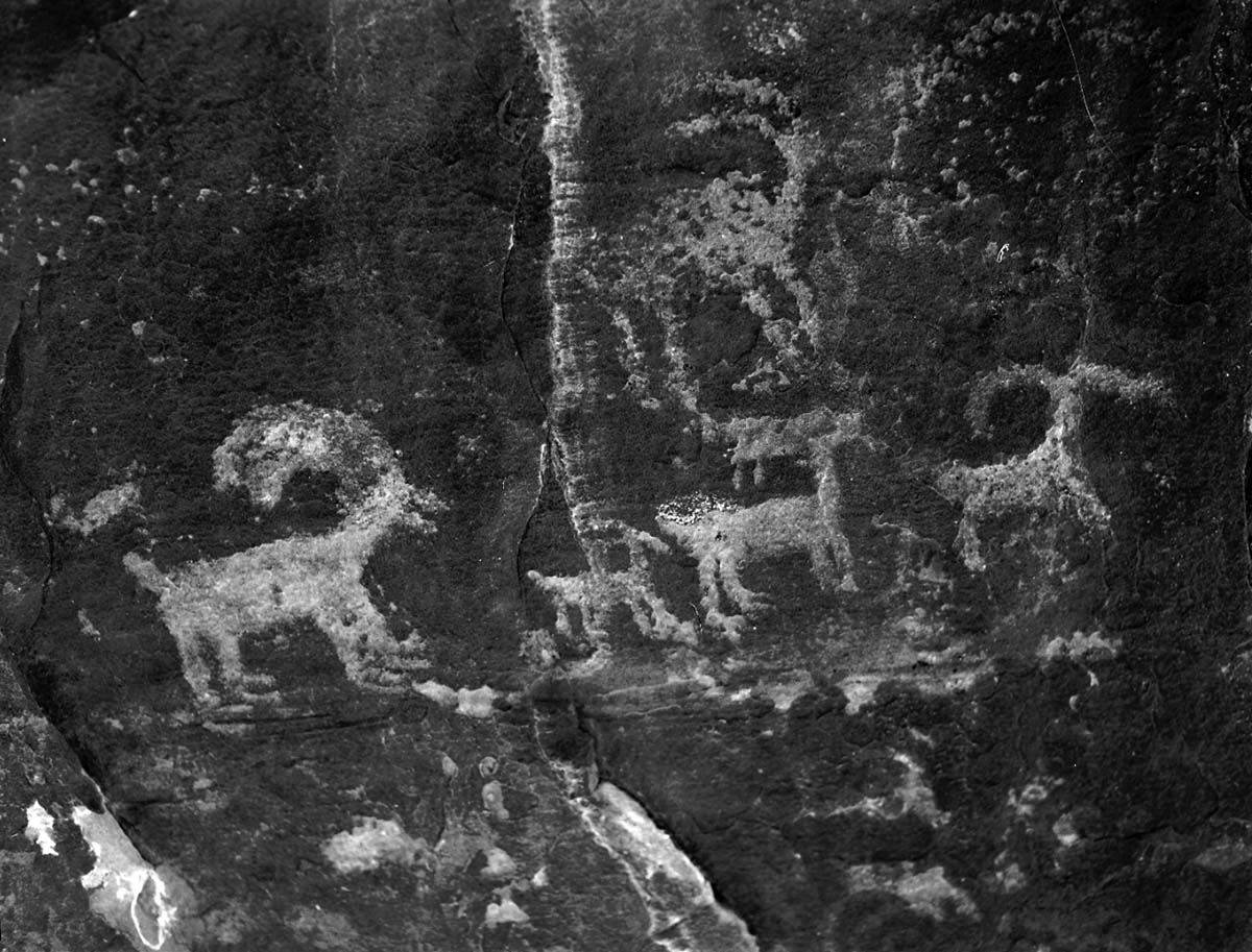 Petroglyphs of bighorn sheep in Petroglyph Canyon.