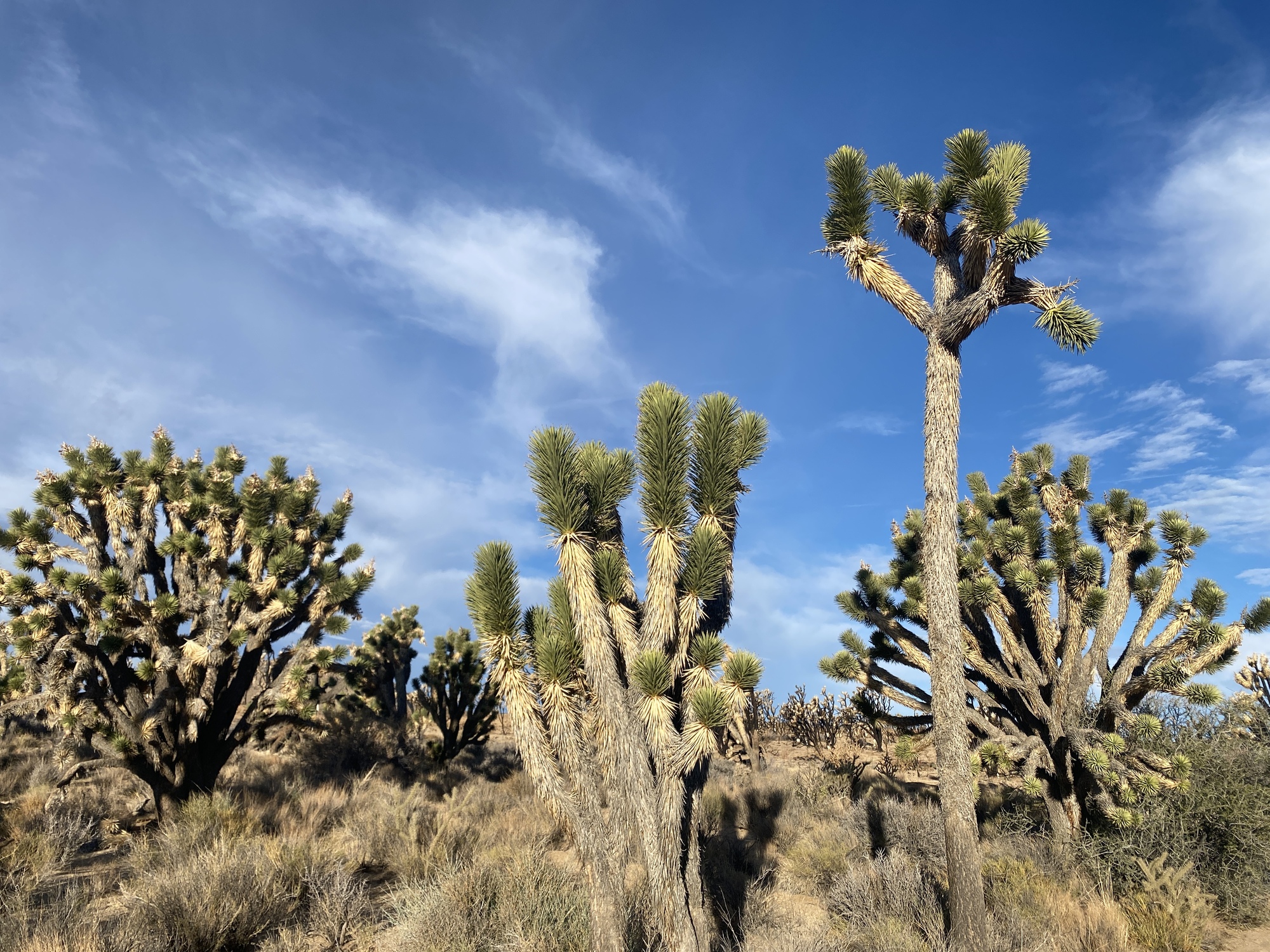 Various Joshua trees with various sizes and shapes: Bushy, tall, and slender