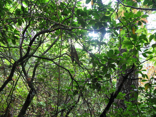 GRSM Accuracy Assessment. Plot Code: GRSM_AA_0211_4