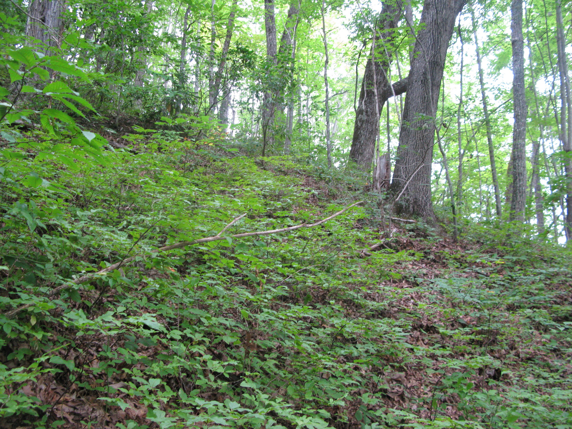 GRSM Accuracy Assessment. Plot Code: GRSM_AA_0264_2