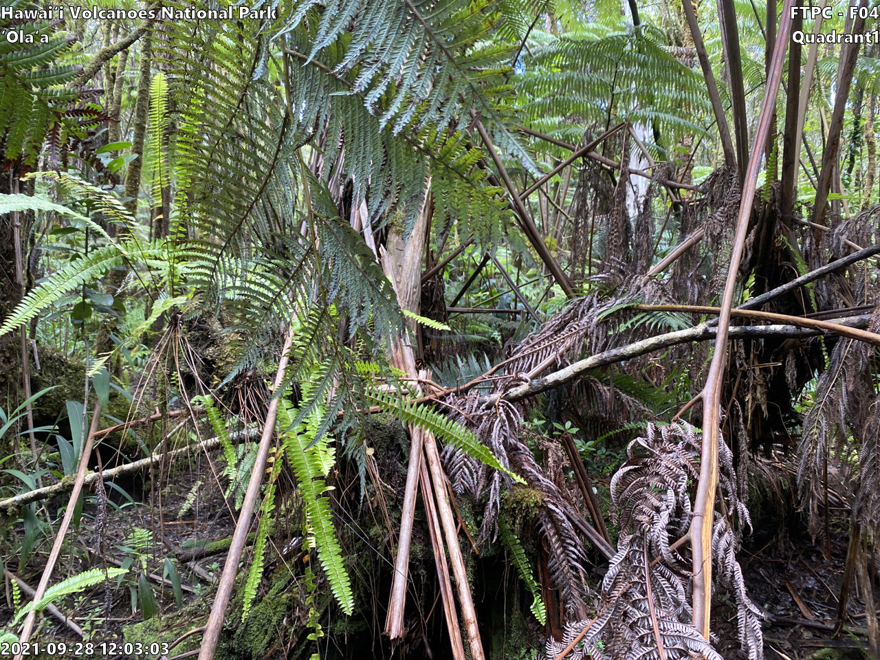 Eye-level view of plant community at monitoring site