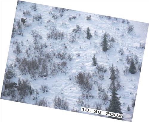3 Gates of the Arctic National Park and Preserve Koyukuk Moose Survey 2004