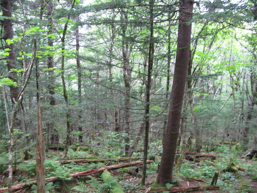 GRSM Accuracy Assessment. Plot Code: GRSM_AA_0086_5