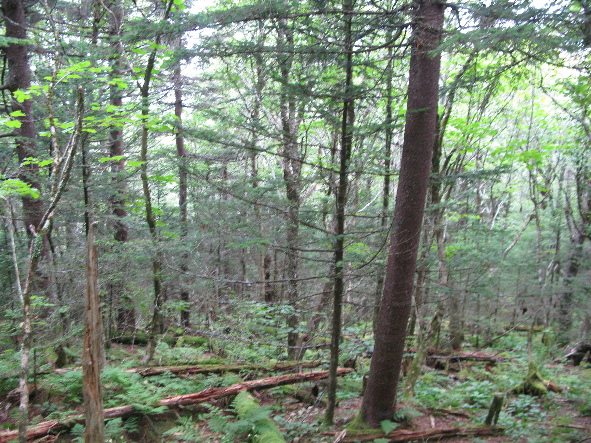 GRSM Accuracy Assessment. Plot Code: GRSM_AA_0086_5