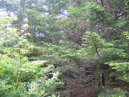 GRSM Accuracy Assessment. Plot Code: GRSM_AA_0380_6