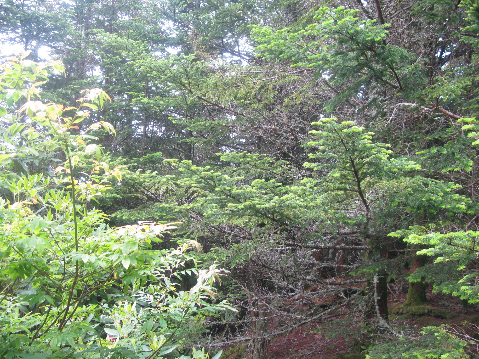 GRSM Accuracy Assessment. Plot Code: GRSM_AA_0380_6