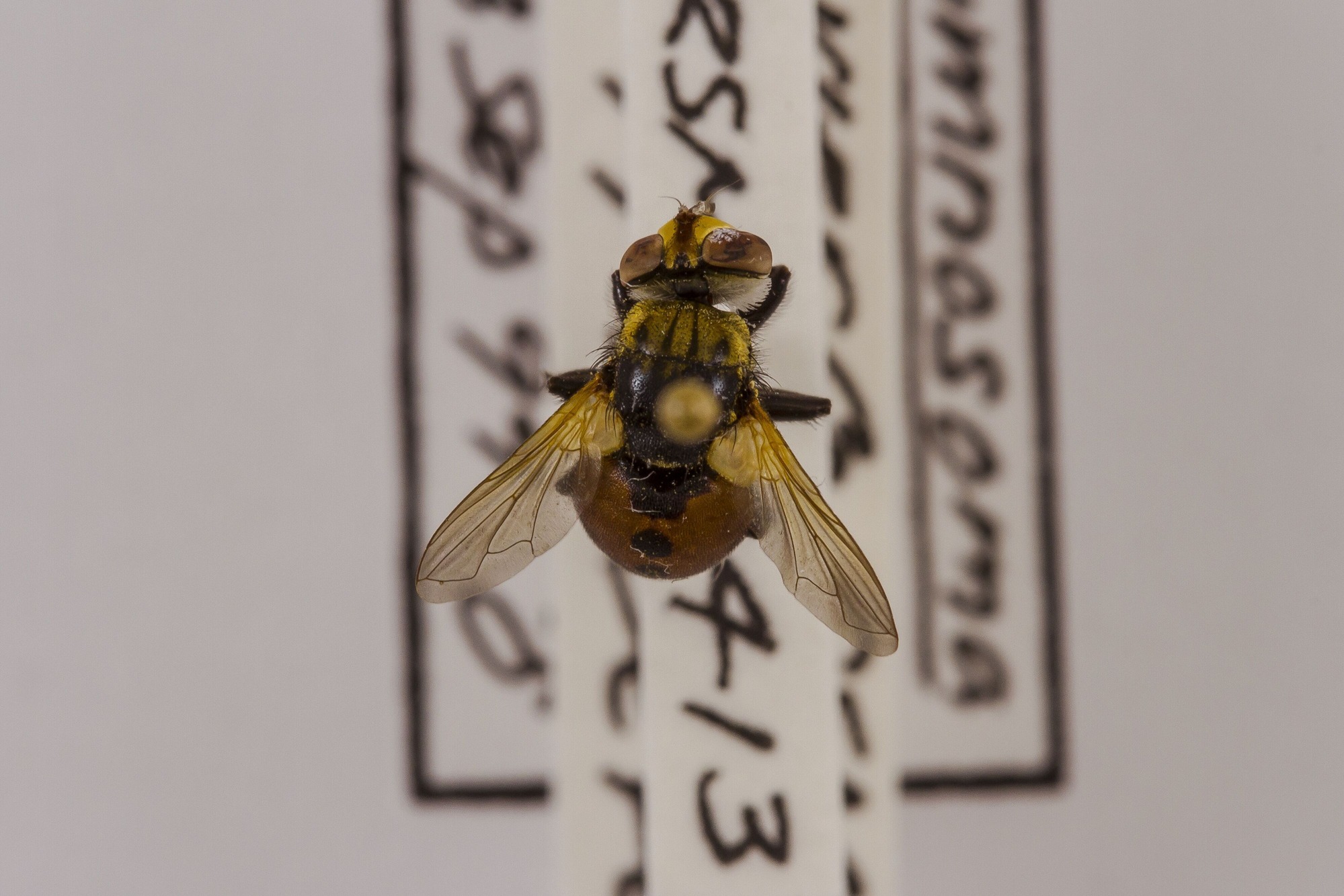 Image of Gymnosoma fuliginosum, a species of Animalia