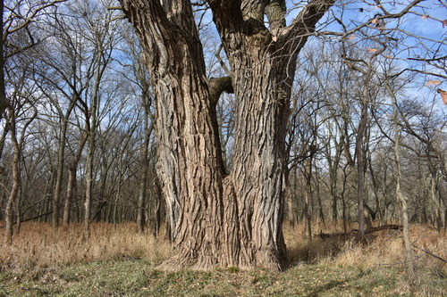 A tall cottonwood tree with two trunks, surrounded by small leafless trees