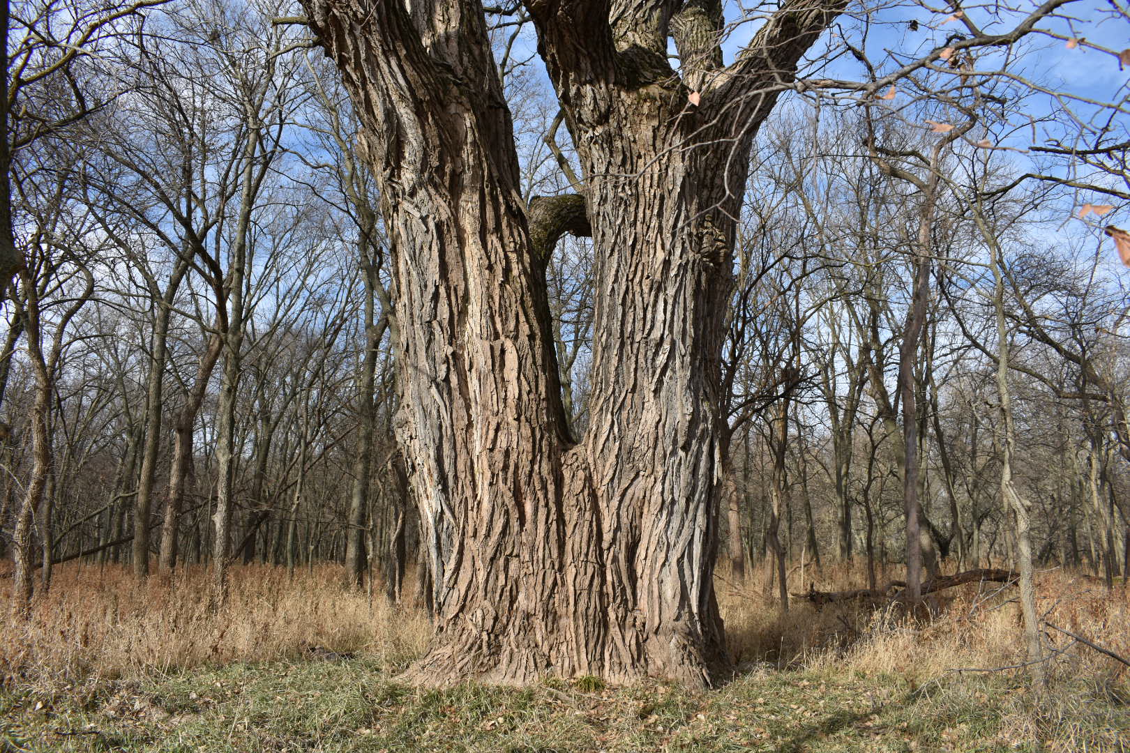 A tall cottonwood tree with two trunks, surrounded by small leafless trees