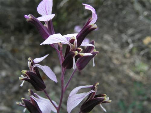 Streptanthus cutleri. Big Bend National Park, Tunnel. March 2007