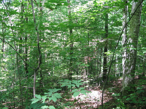 GRSM Accuracy Assessment. Plot Code: GRSM_AA_0128_6