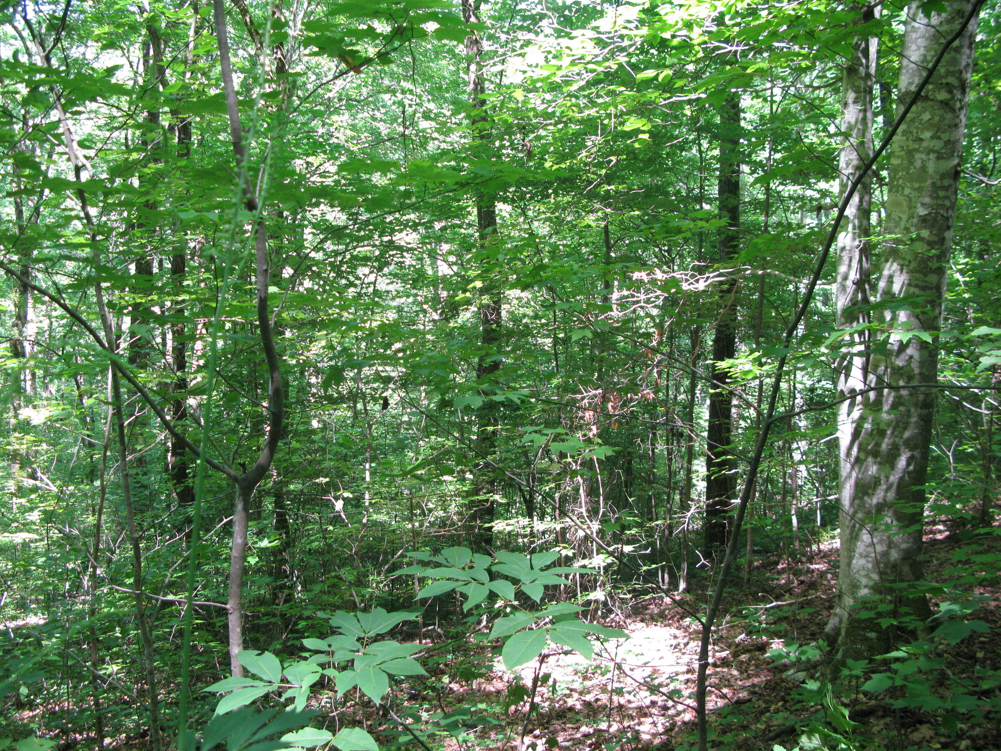 GRSM Accuracy Assessment. Plot Code: GRSM_AA_0128_6