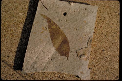 Petrified plants and fossils at Florissant Fossil Beds National Monument, Colorado