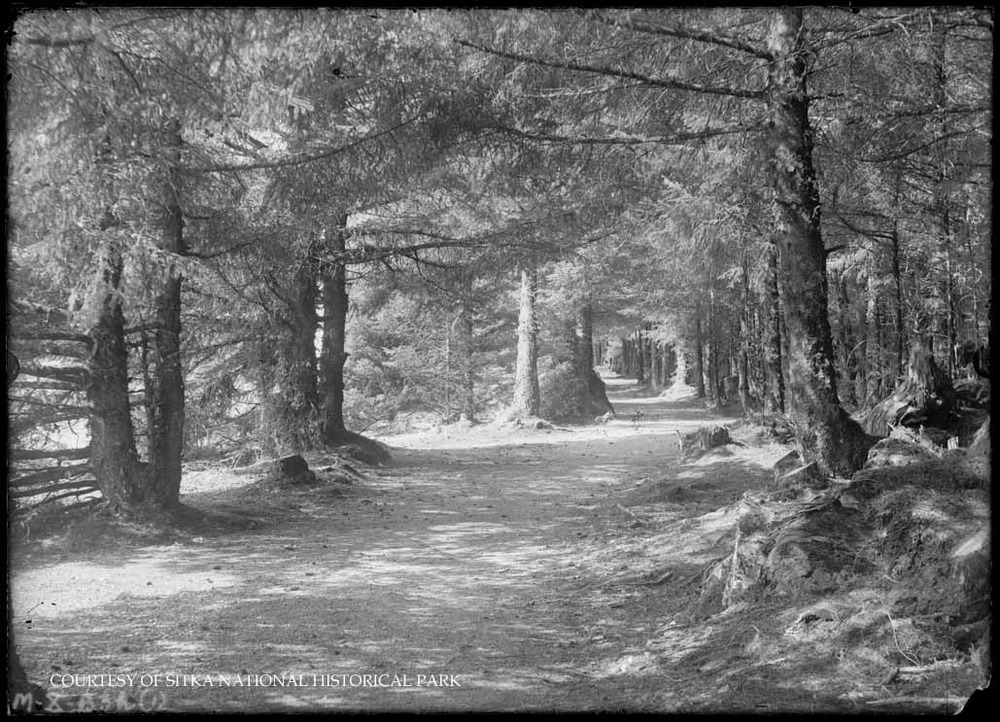 Wide trail through a forest.
