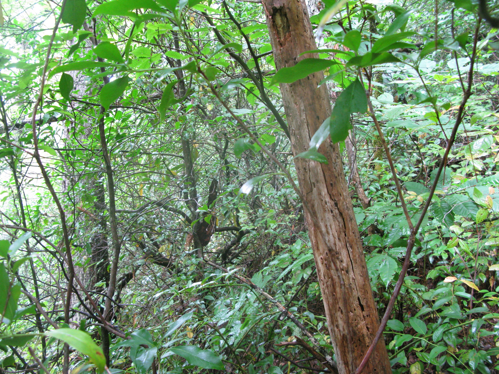 GRSM Accuracy Assessment. Plot Code: GRSM_AA_0211_2