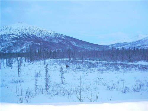 1 Gates of the Arctic National Park and Preserve Hares Survey 2004