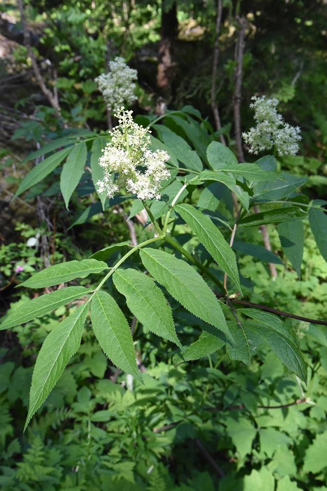 Clusters of white blooms on a shrub with large compound leaves. 