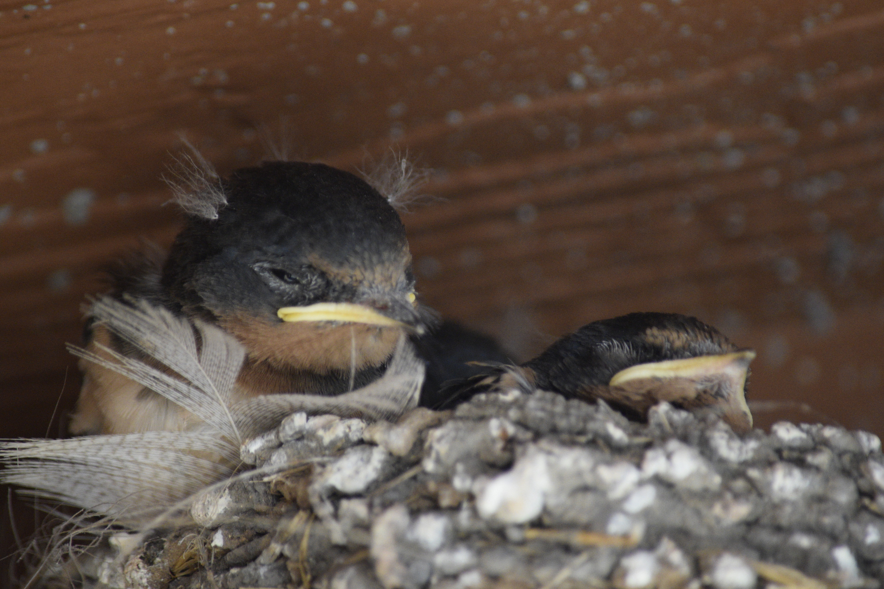 Two heads of baby barn swallows are seen on top of a gray & white nest with a red wall visible behind them.