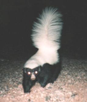 hognosed skunk