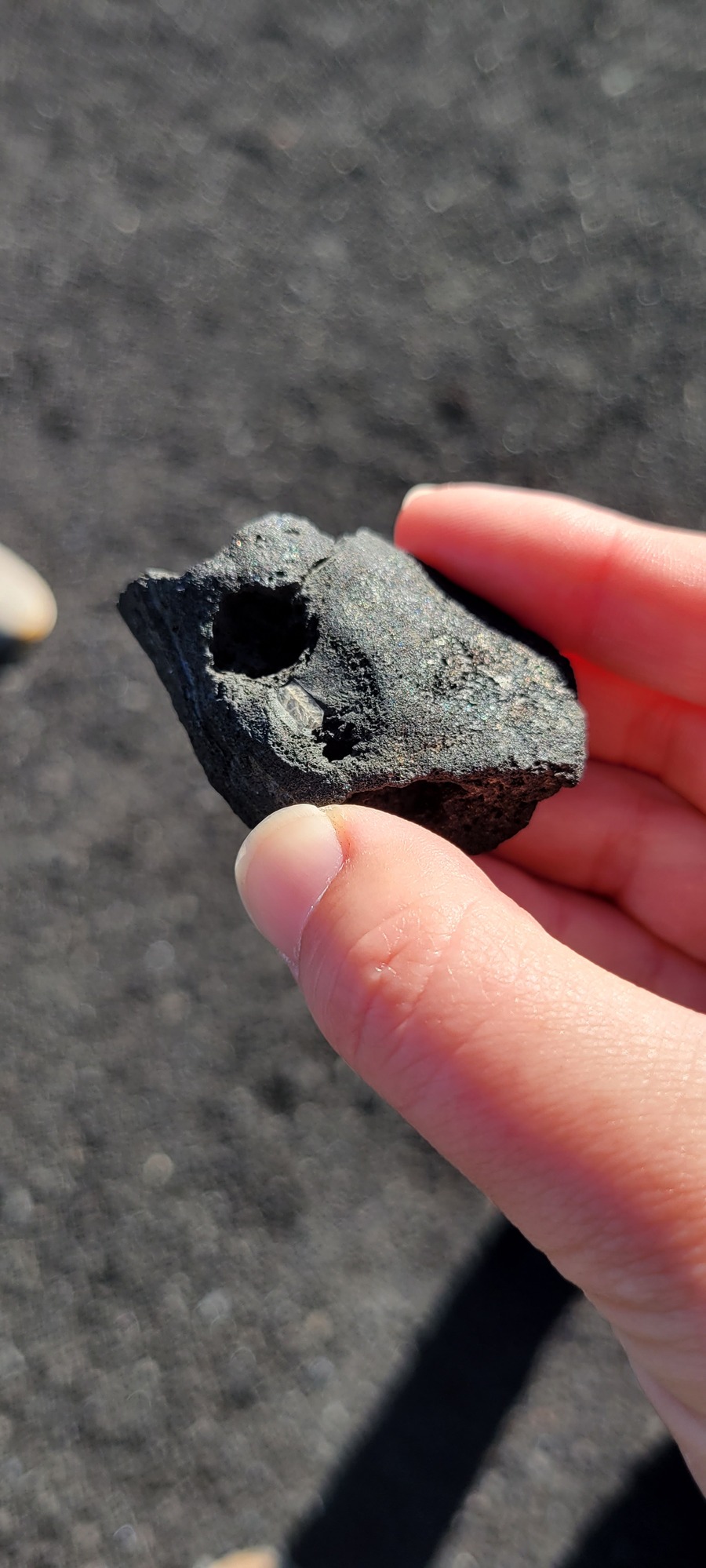 a hand holding a small black rock with a whitish fragment in it, the fragment is about 5 mm long