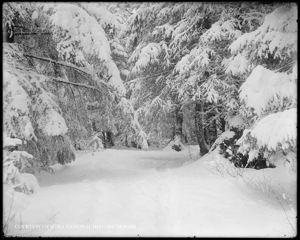 Evergreen forest in the snow.