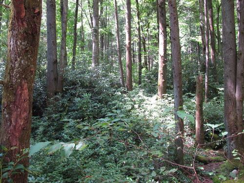 GRSM Accuracy Assessment. Plot Code: GRSM_AA_0273_5