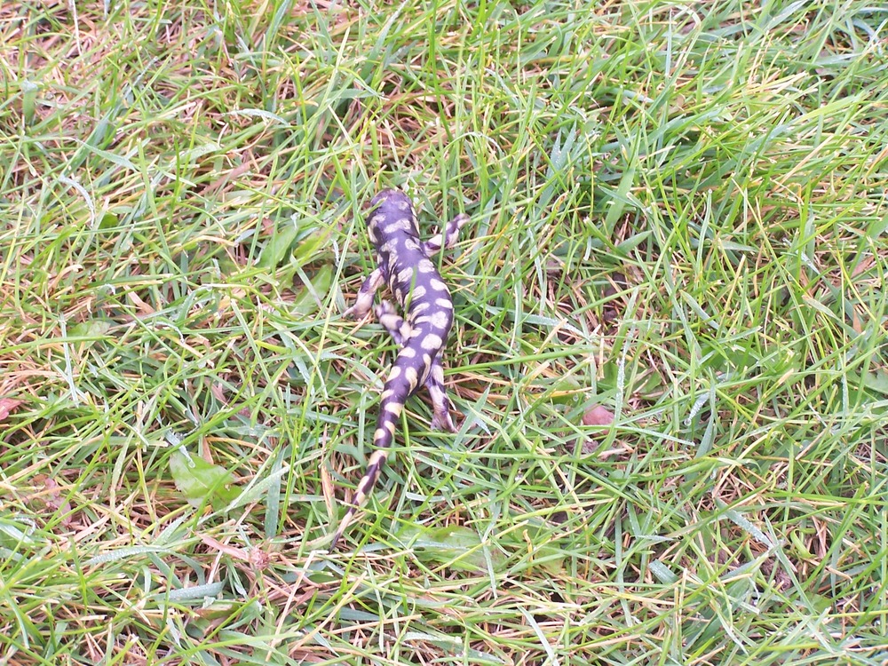 Tiger salamander hurrying through the grass.