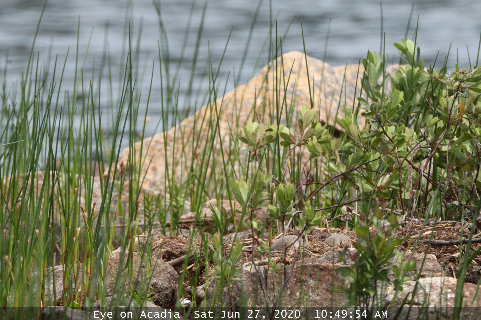 With blue lake waters churning in the background, two round, light brown eggs are surrounded within a nest by low shrubbery, grass, and several pink granite boulders