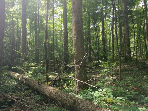 GRSM Accuracy Assessment. Plot Code: GRSM_AA_0795_4