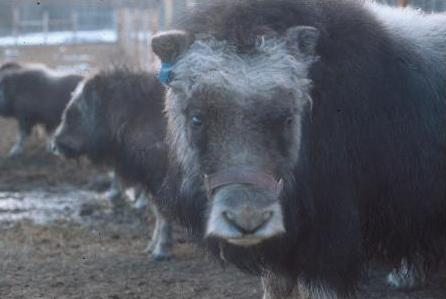 1 Muskoxen in Alaska