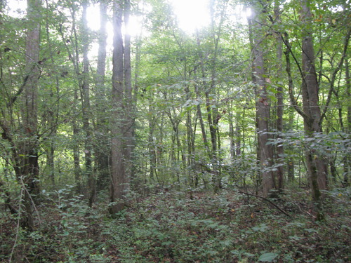 GRSM Accuracy Assessment. Plot Code: GRSM_AA_0437_3