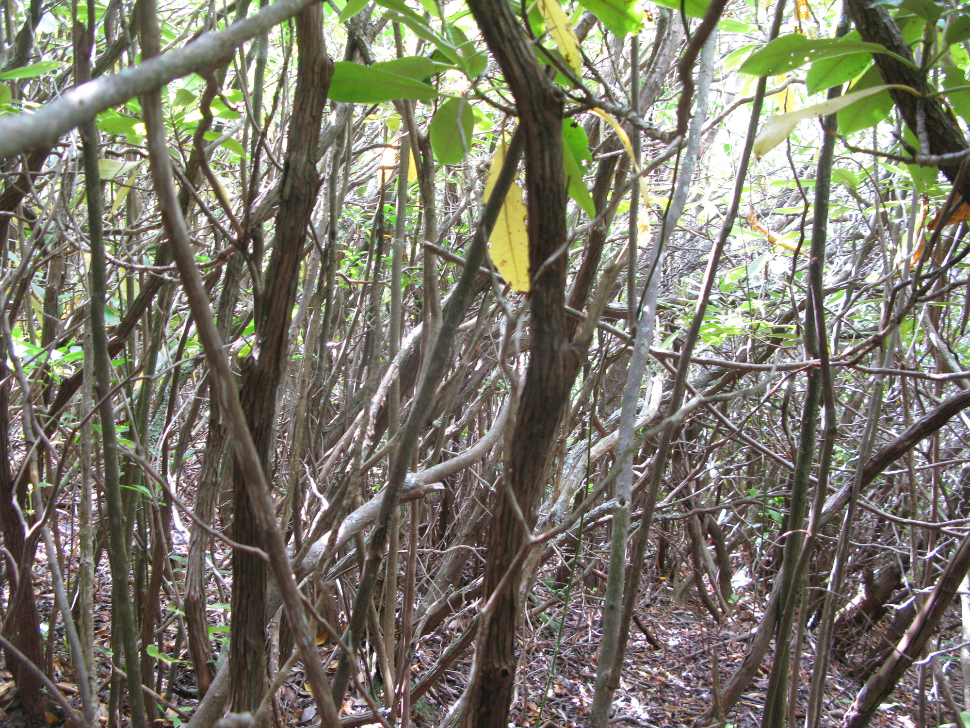 GRSM Accuracy Assessment. Plot Code: GRSM_AA_0832_4