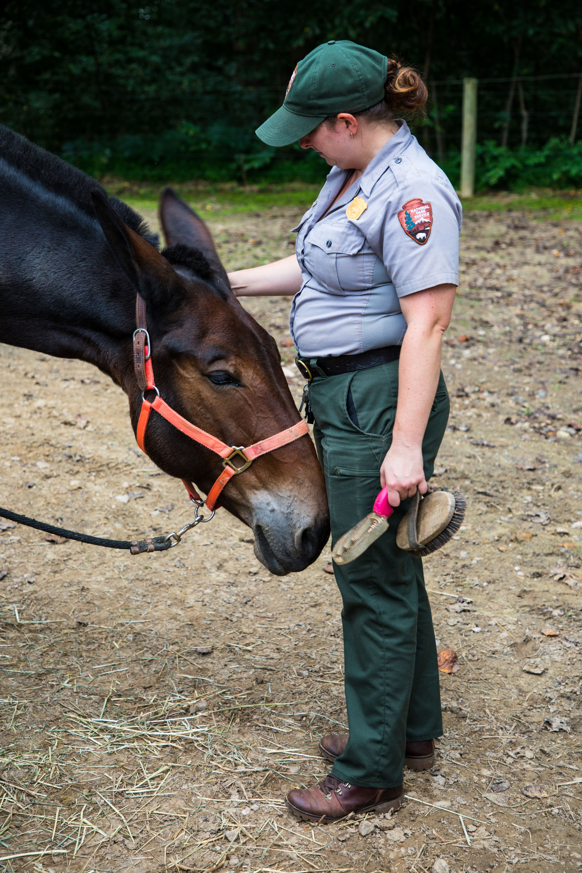 A park ranger petting a black and brown mule. 