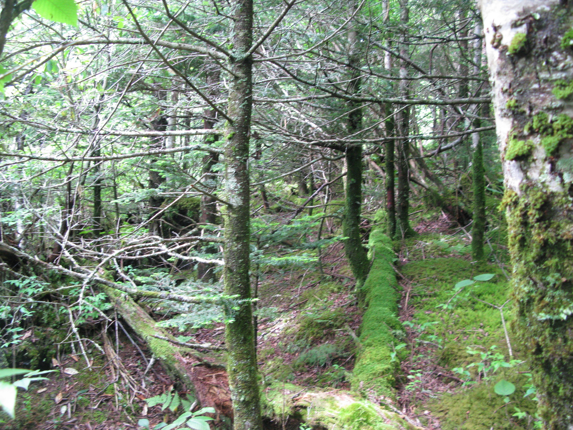 GRSM Accuracy Assessment. Plot Code: GRSM_AA_0566_2