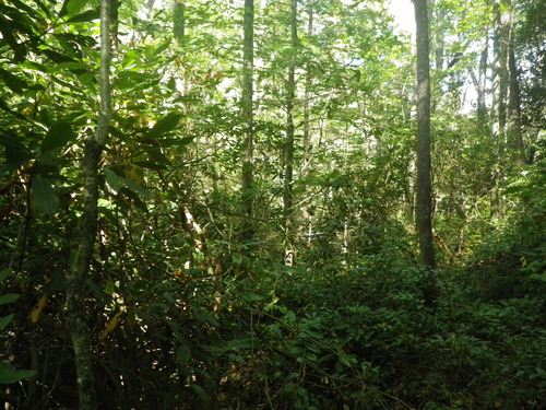 GRSM Accuracy Assessment. Plot Code: GRSM_AA_0285_6