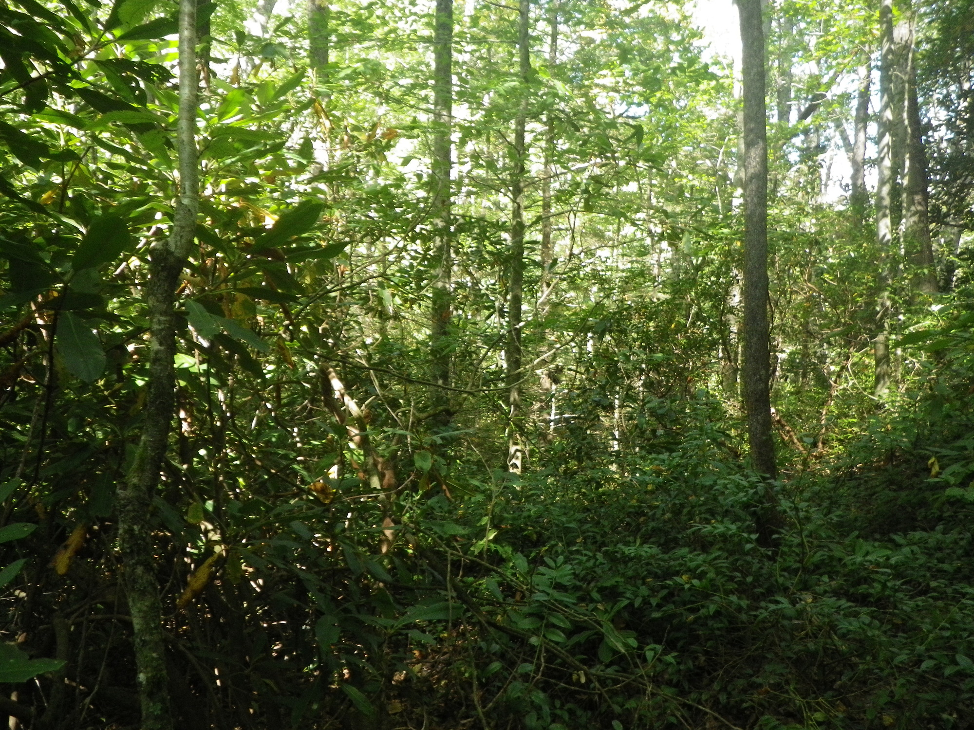 GRSM Accuracy Assessment. Plot Code: GRSM_AA_0285_6