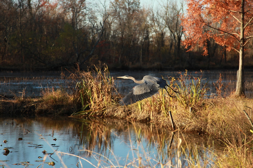 Great Blue Heron