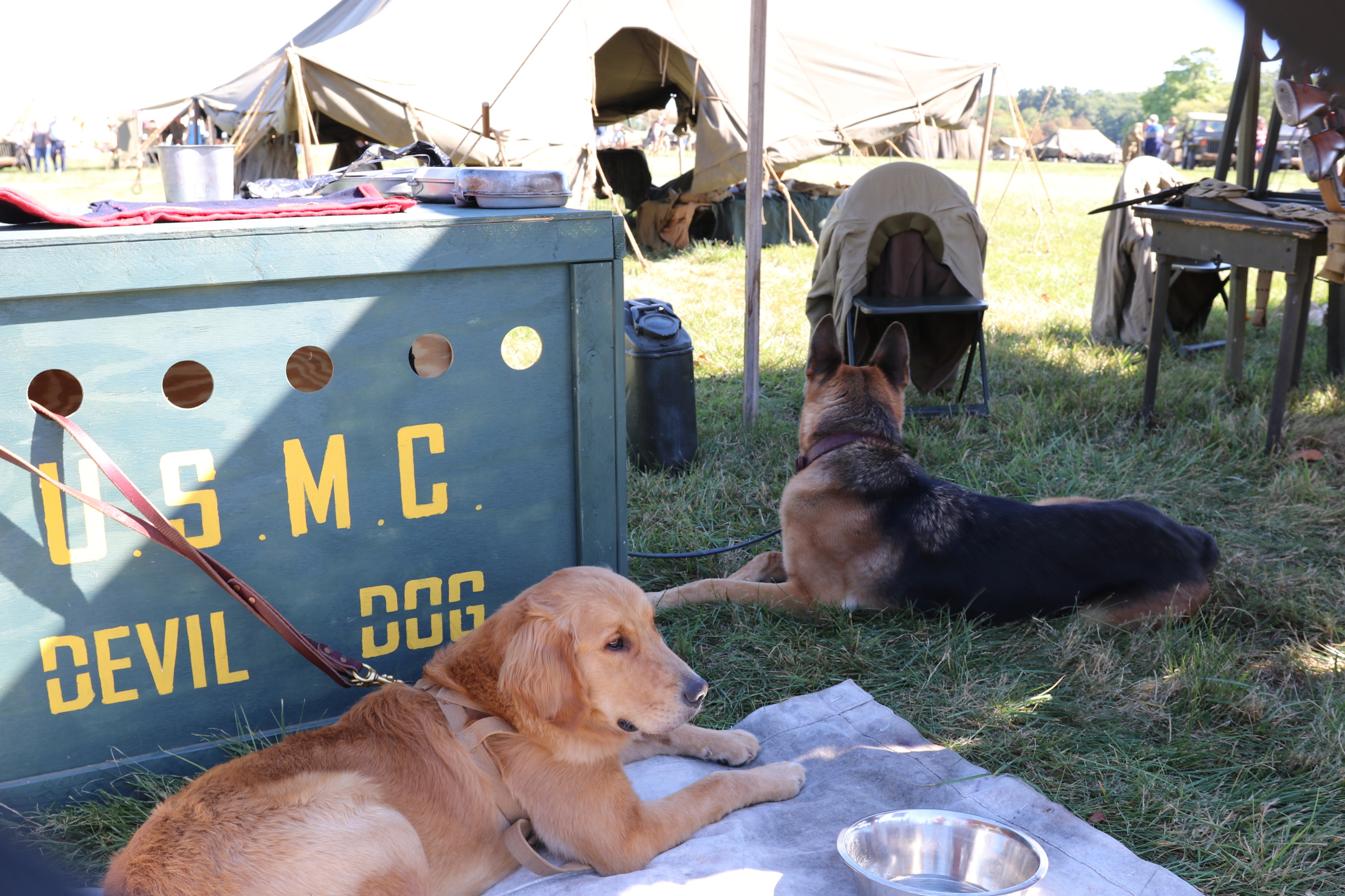 Several dogs sit on the grass under the shade of a tent