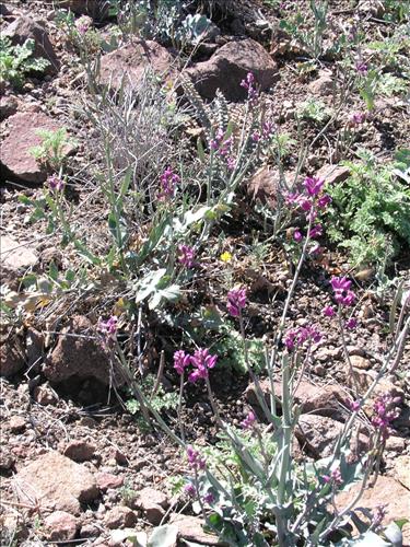 Streptanthus carinatus. Big Bend National Park, Route 13, mile 15. March 2004