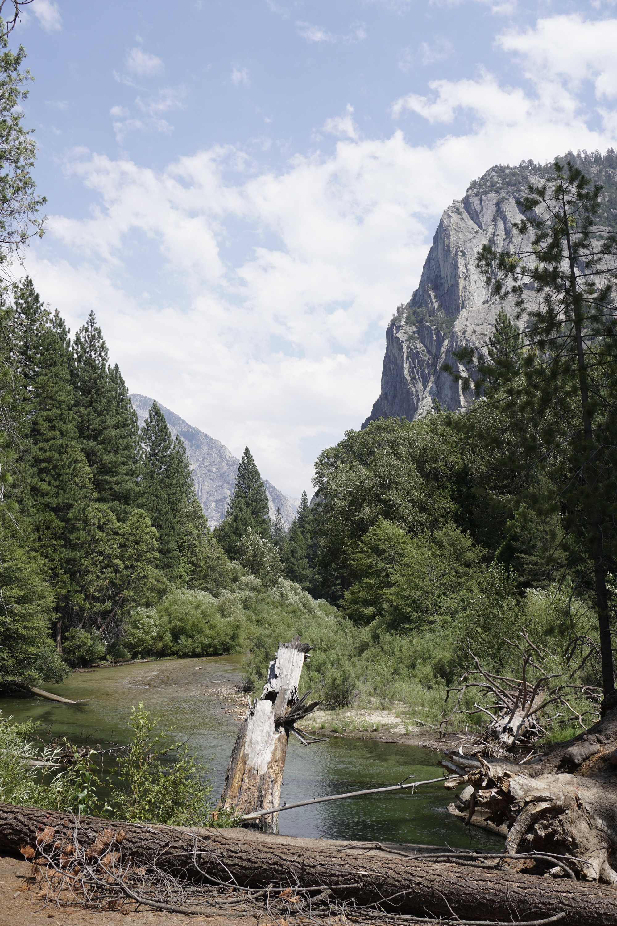 In the foreground there is a fallen tree, behind that is the kings river which has a shallow bank. Flanking the river on both sides are tall trees and grasses. 