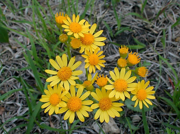 Prairie ragwort
Packera plattensis
Blooms: April - June