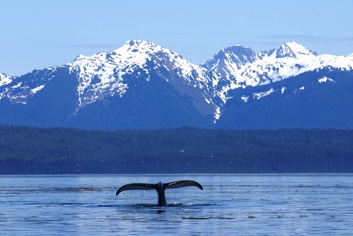 Humpback whale tail