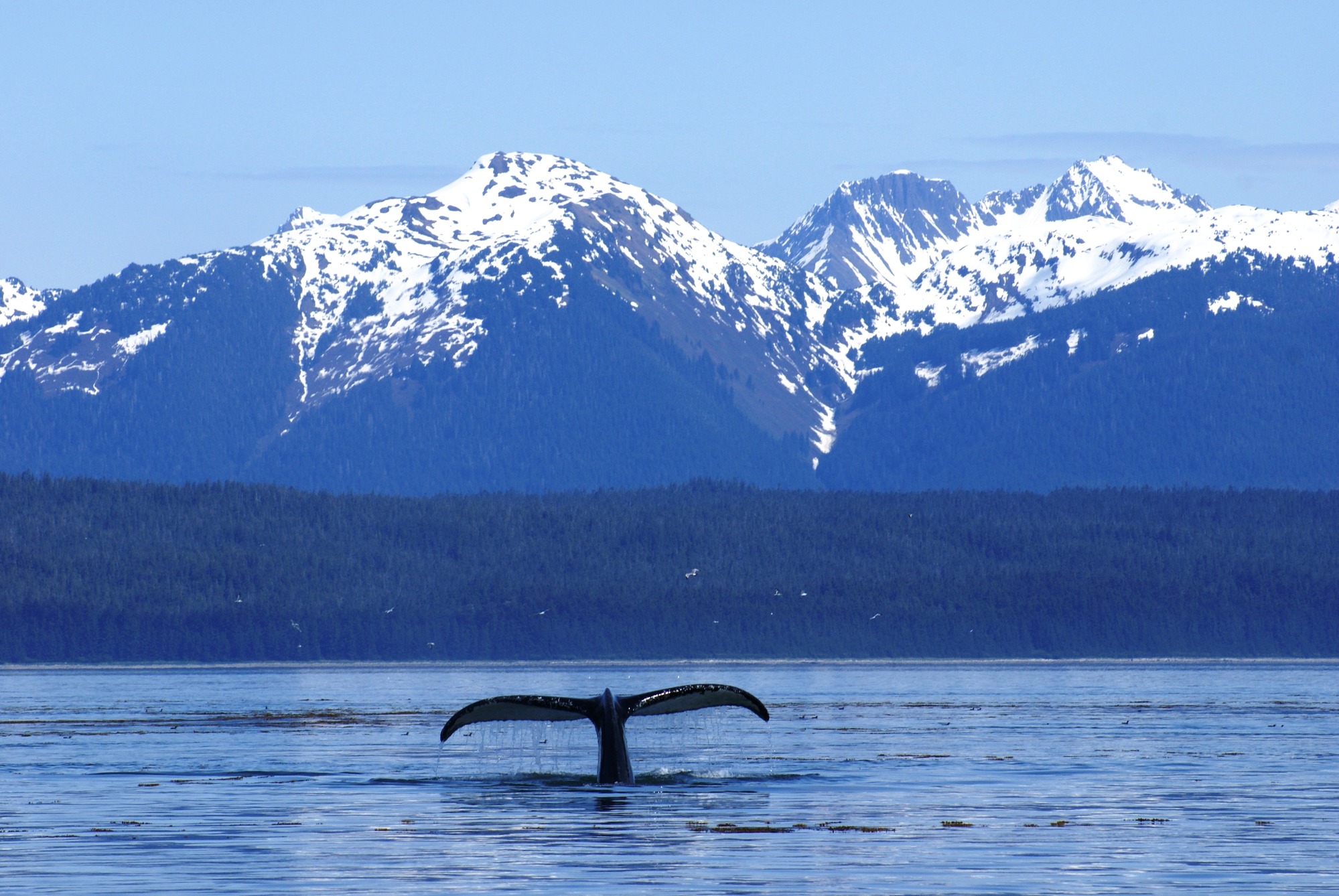 Humpback whale tail