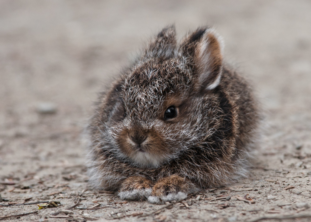 a tiny snowshoe hare
