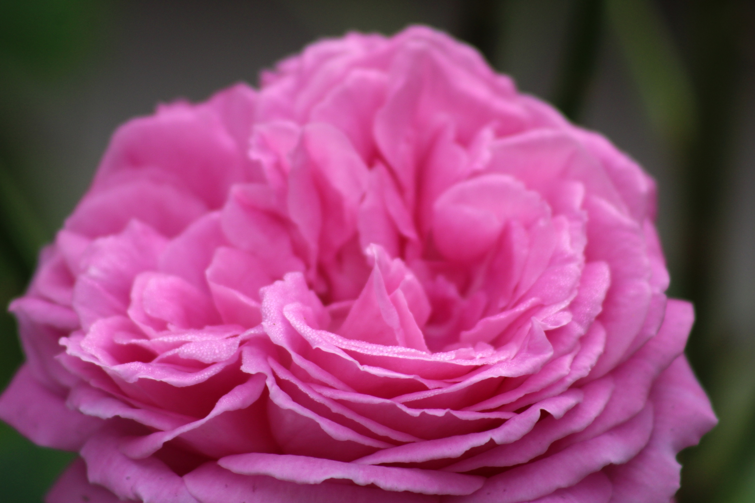 Close up of bright pink-colored rose bloom